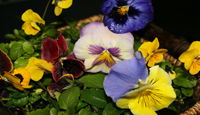 Spring Gardening